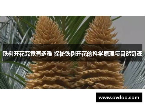 铁树开花究竟有多难 探秘铁树开花的科学原理与自然奇迹
